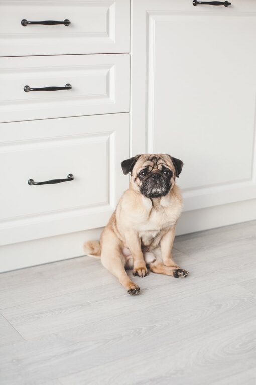 How to Set Up a Cozy and Pet-Friendly Home Corner